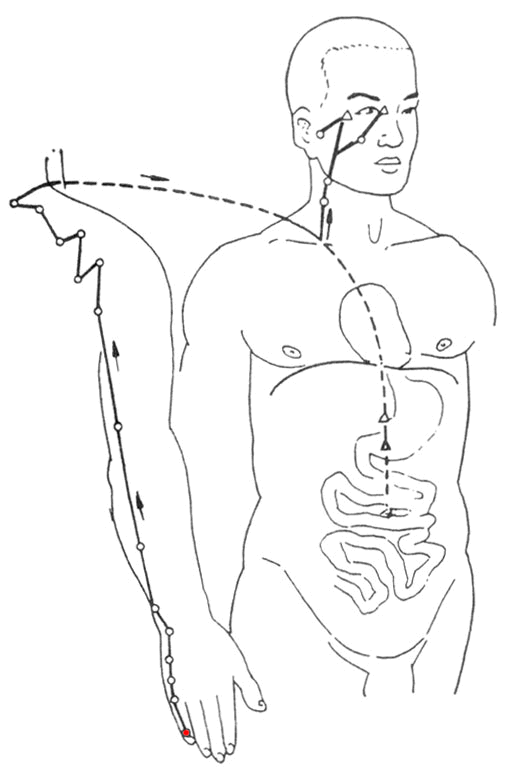 十二经络的走向动画图