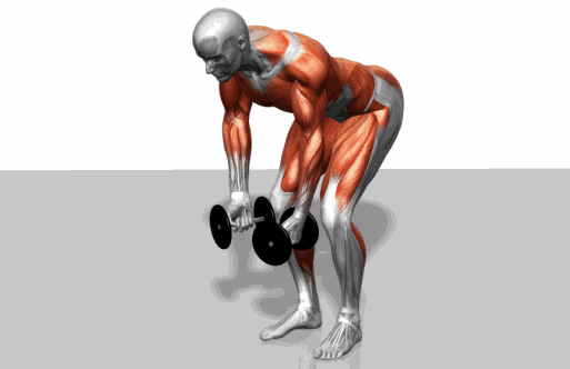 肌肉锻炼动图