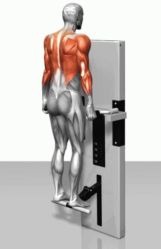 肌肉锻炼动图