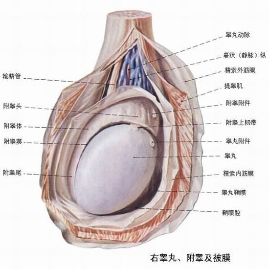 睾丸结构剖面图